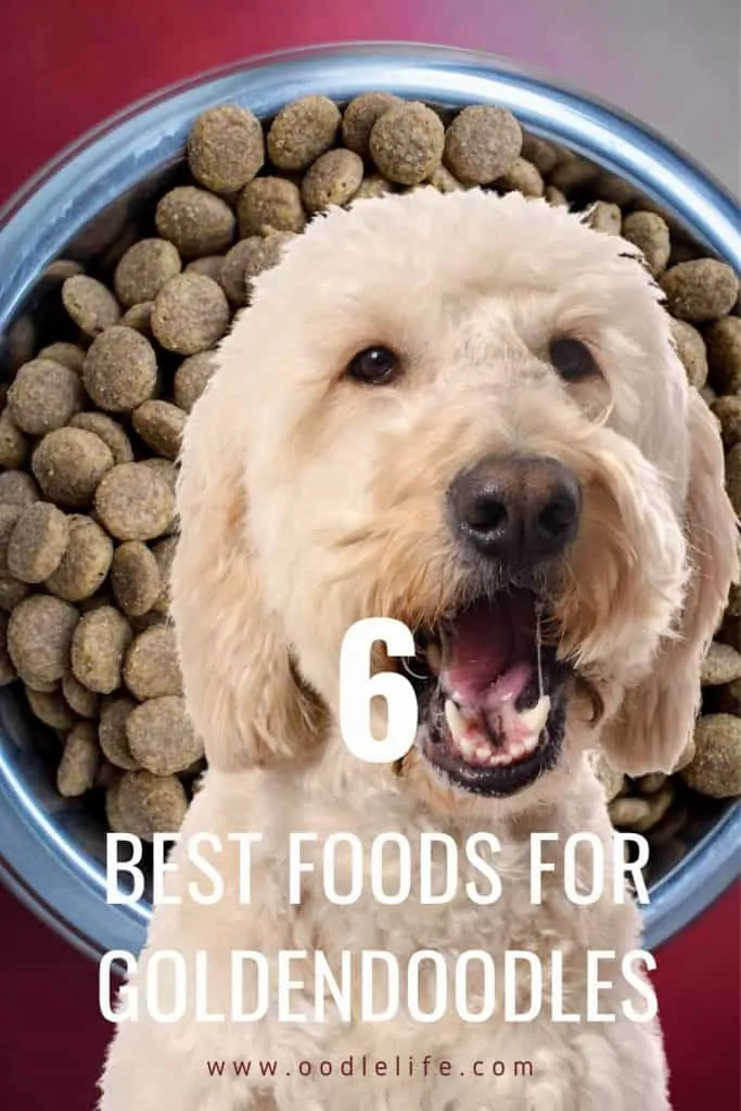 best foods for goldendoodle dogs