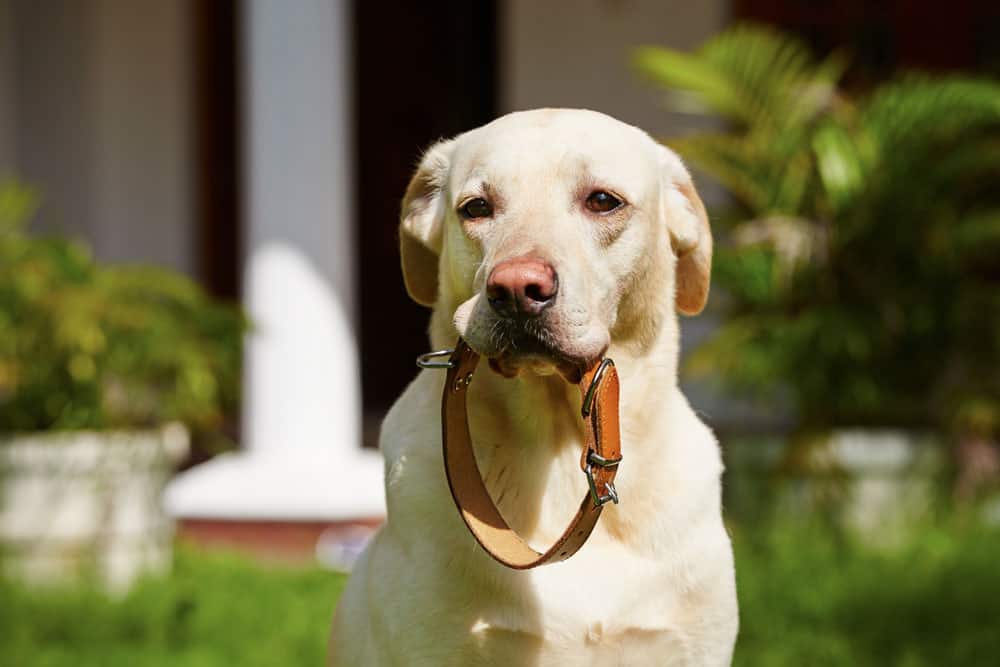 collare di cane in pelle