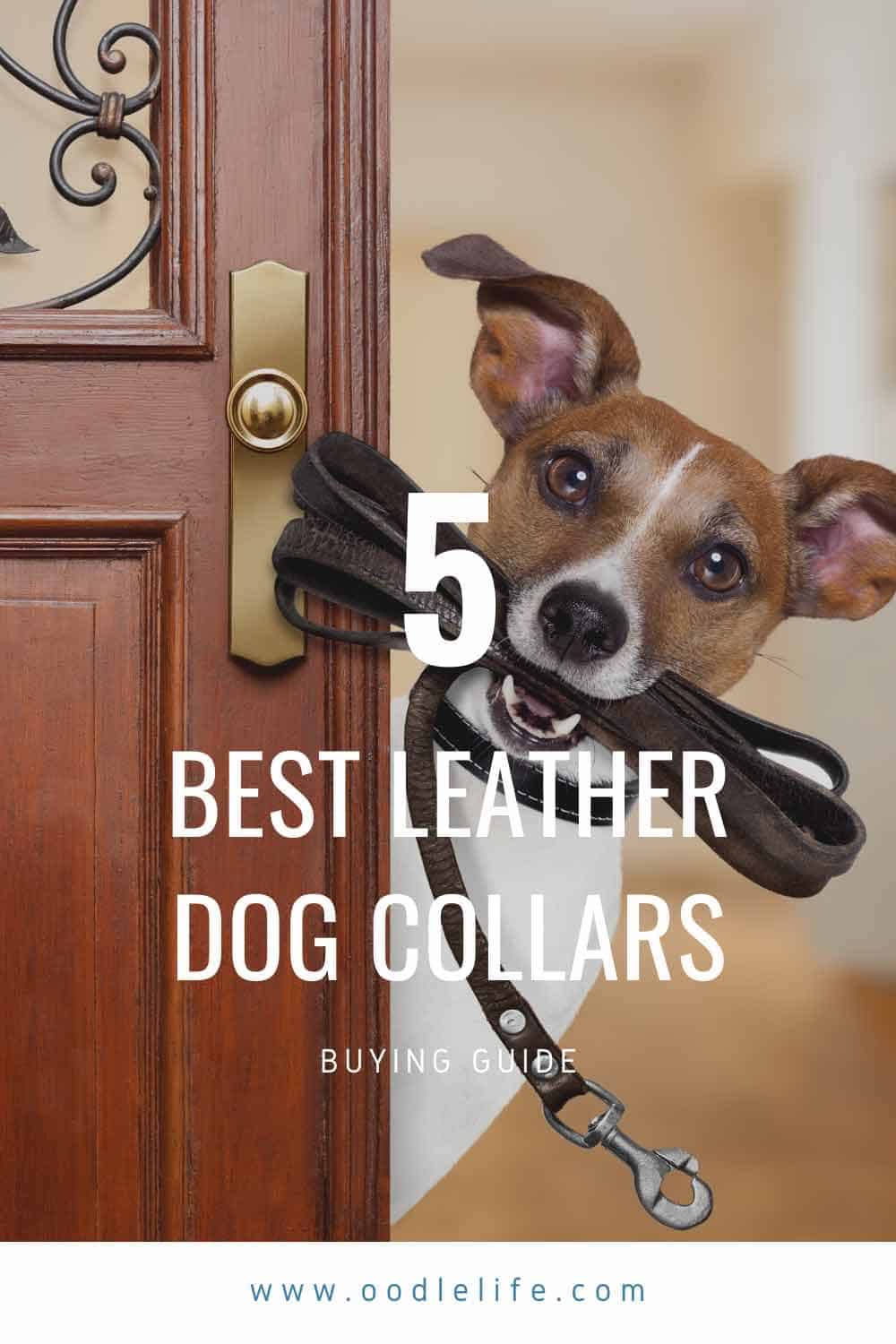 Best Leather Dog Collars Is Leather Better? Top 5 Reviewed Oodle Life