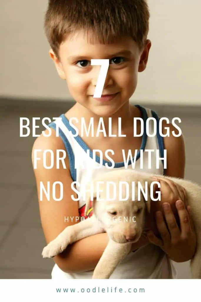 best small dogs for kids no shedding