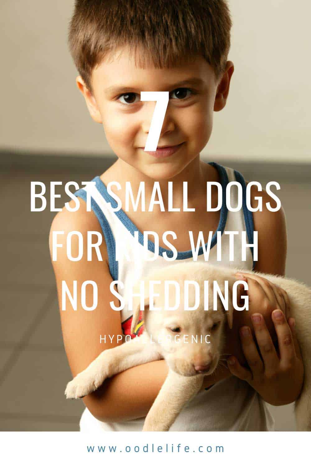 7 Best Small Dogs For Kids No Shedding! (WITH PHOTOS) Oodle Life