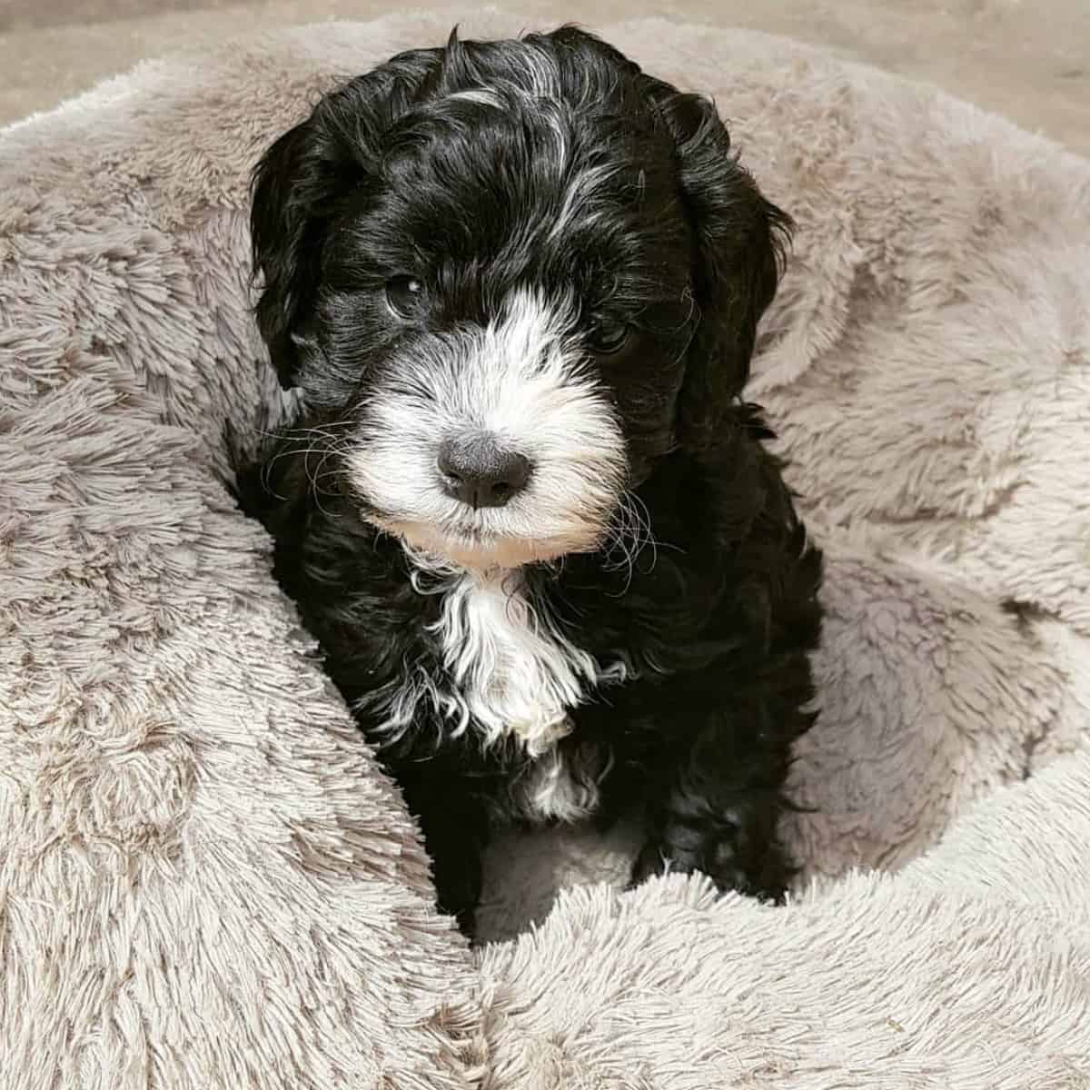 black and white Cockapoo in his bed