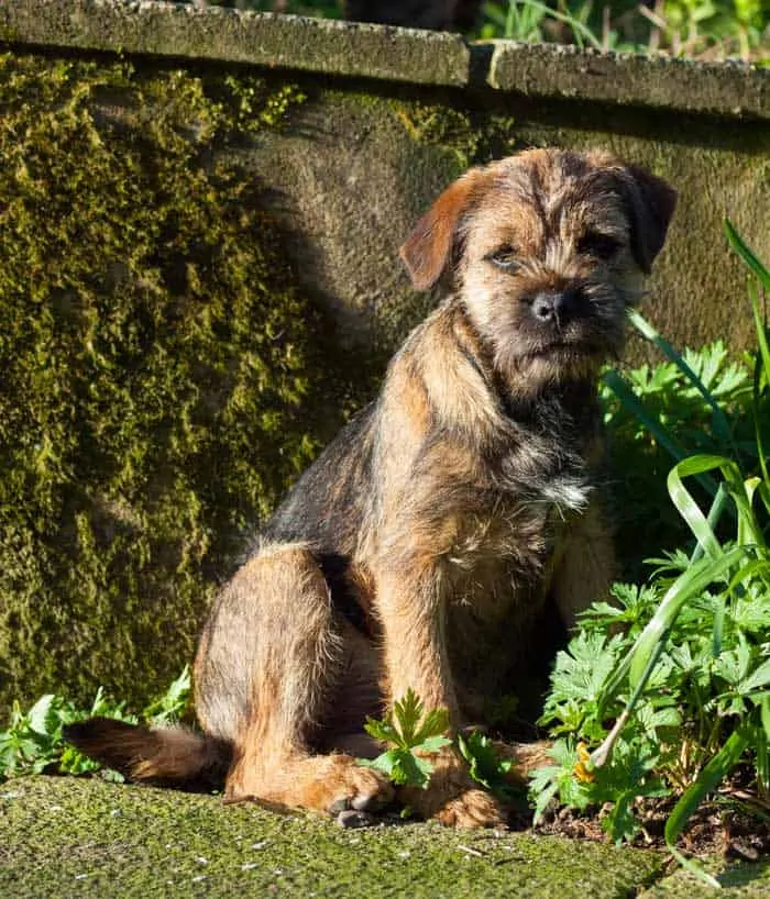 border terrier puppy