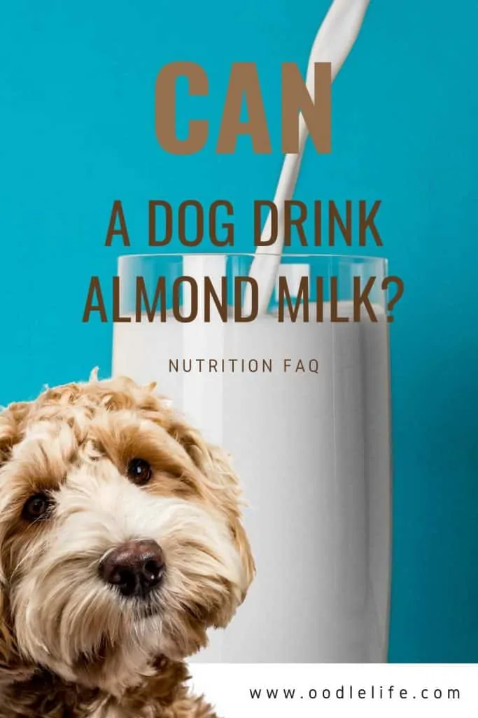 can dog's drink almond milk