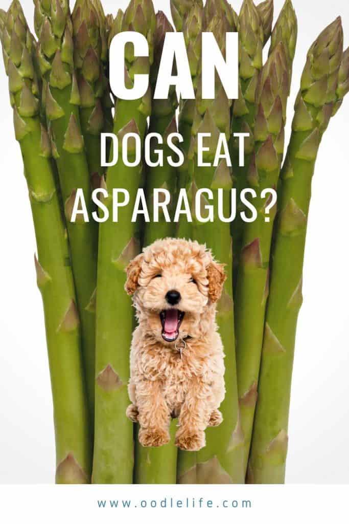 is asparagus ok for dogs