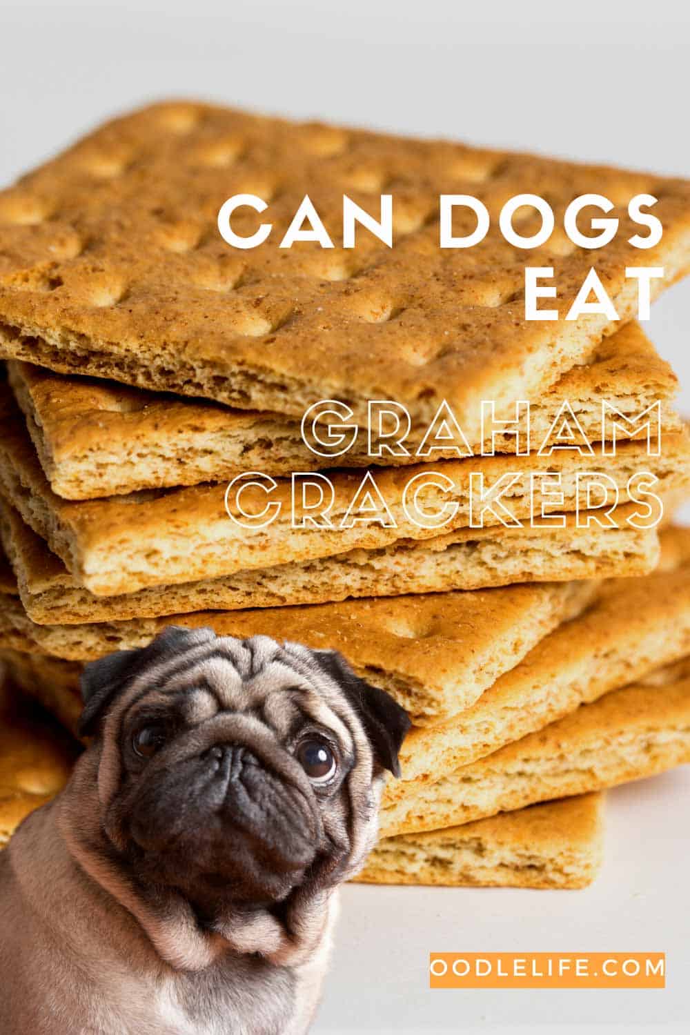 Can Dogs Eat Graham Crackers Complete GUIDE - Oodle Life