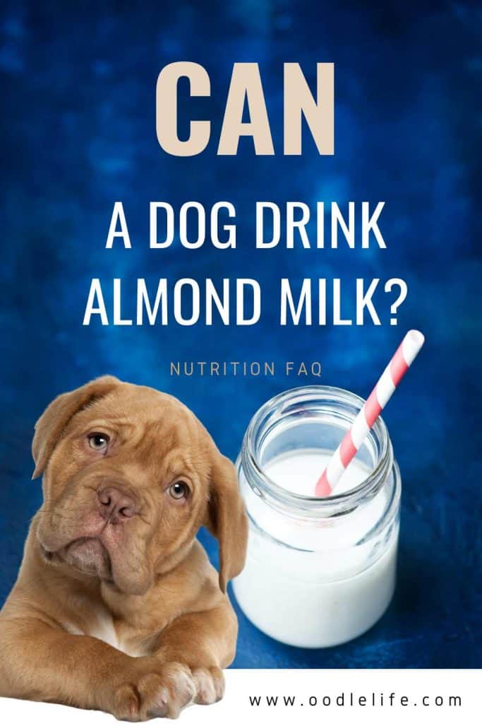 can a dog drink almond milk