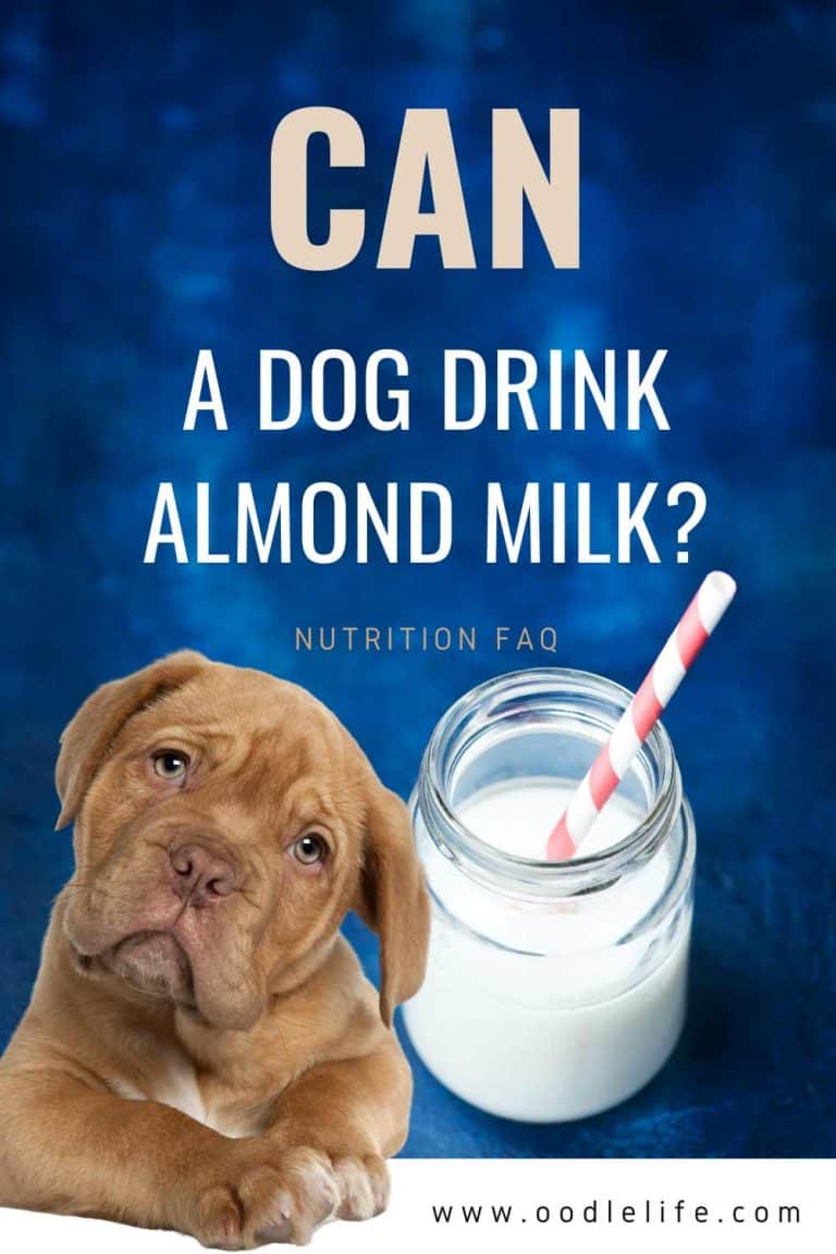 Can Dogs Drink Almond Milk? Guide To What Happens Oodle Life