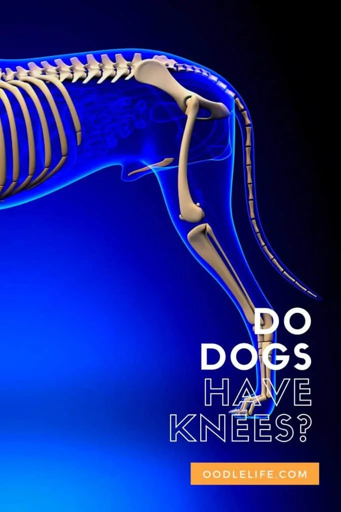 do dogs have knees