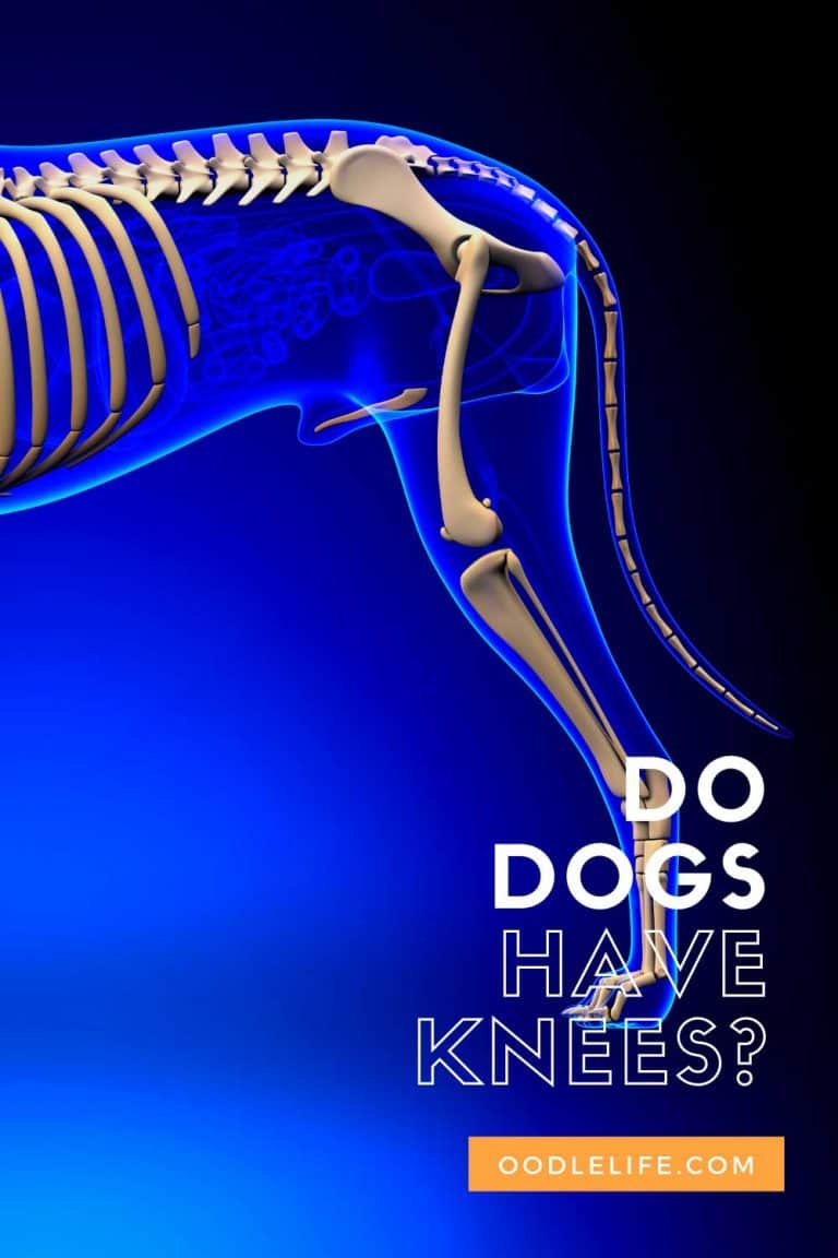 Do Dogs Have Knees Or Elbows? Ask The Experts FAQ Oodle Life