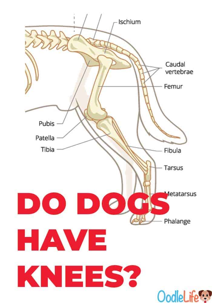do dogs have knees