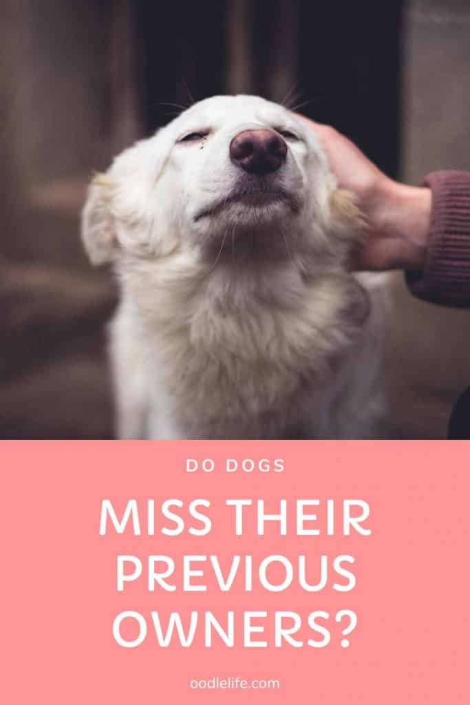 Do Dogs Miss Their Previous Owners? 2 Minute Memory Oodle Life
