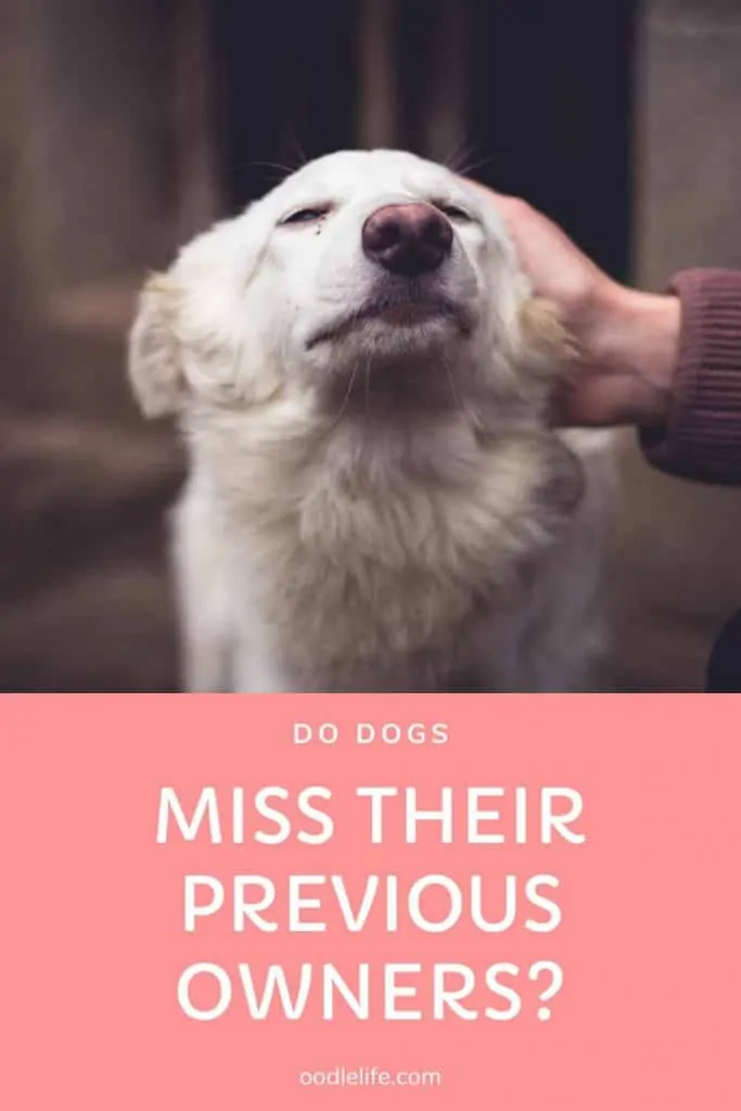 do dogs miss their previous owners