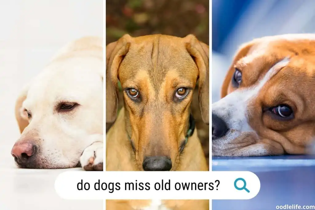 do dogs miss their previous owners