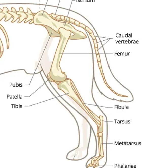 Do Dogs Have Knees or Elbows? - Ask The Experts FAQ 2