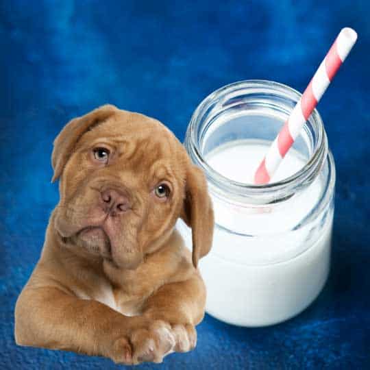 do dogs like milk