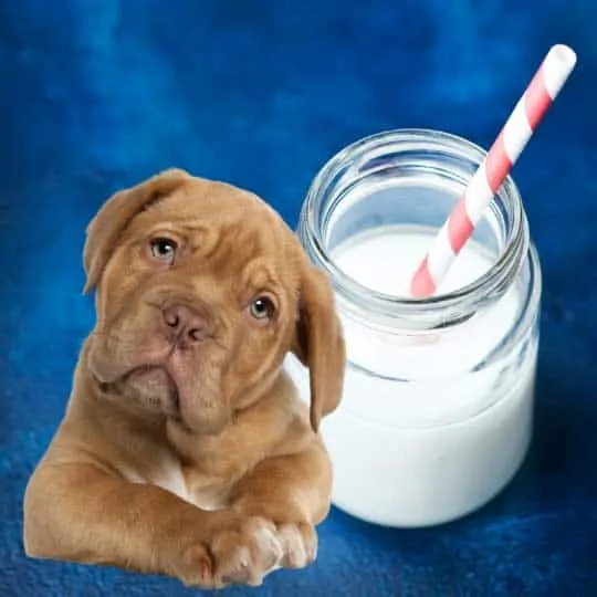 Can Dogs Drink Almond Milk? Guide to What Happens