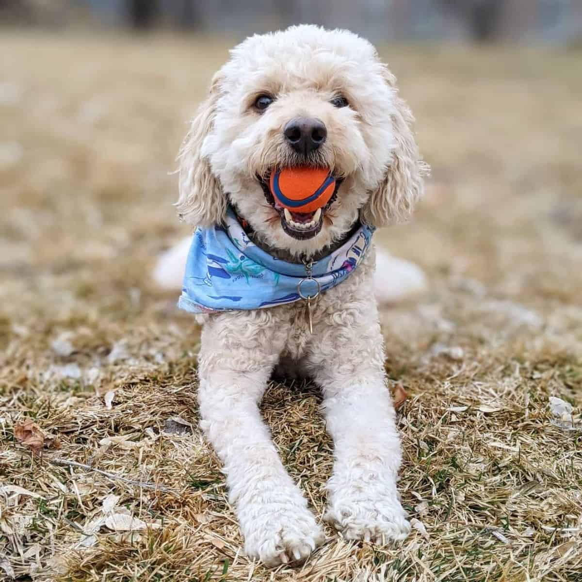 fetch time for Goldendoodle
