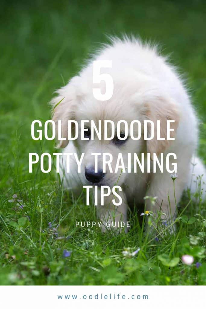 goldendoodle potty training tips