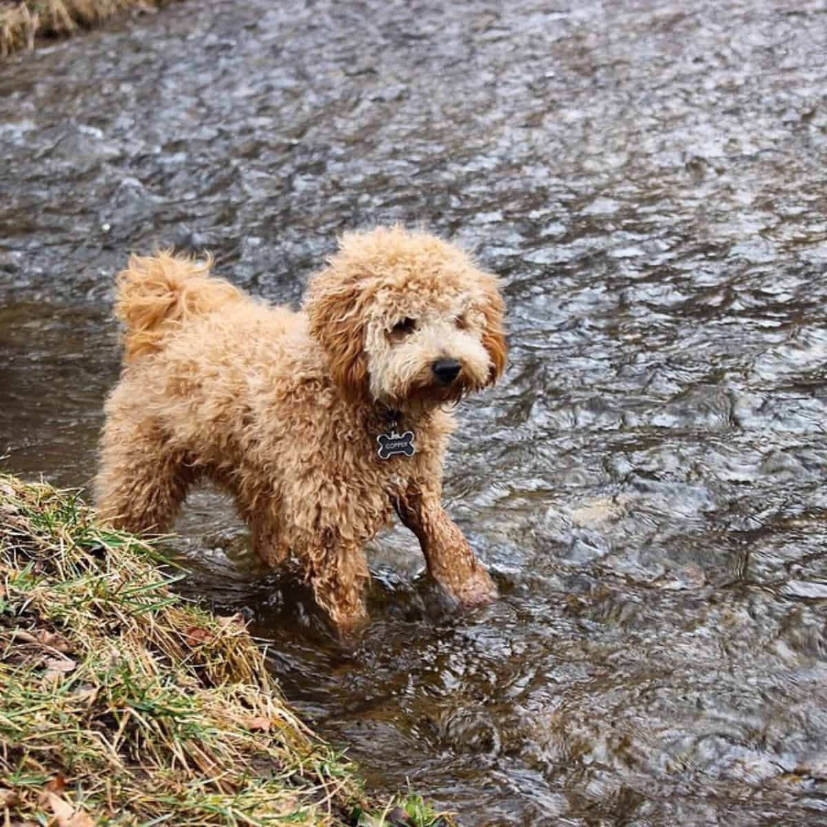 Goldendoodle puppy loves water