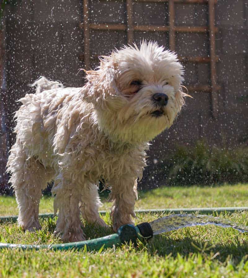 havanese puppy