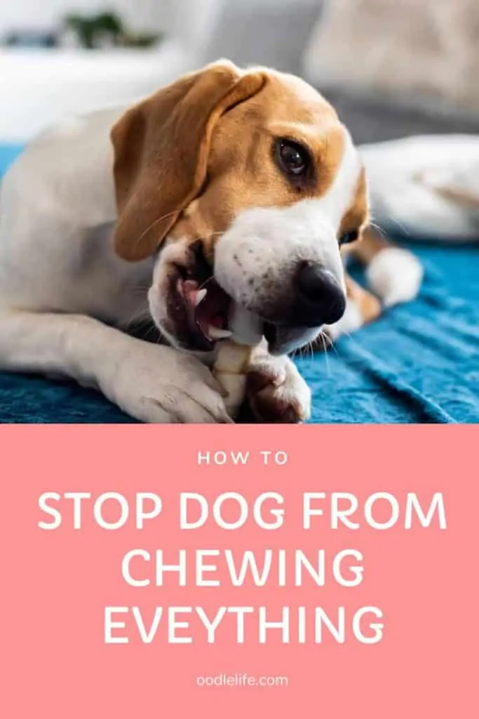 how to stop dog from chewing everything