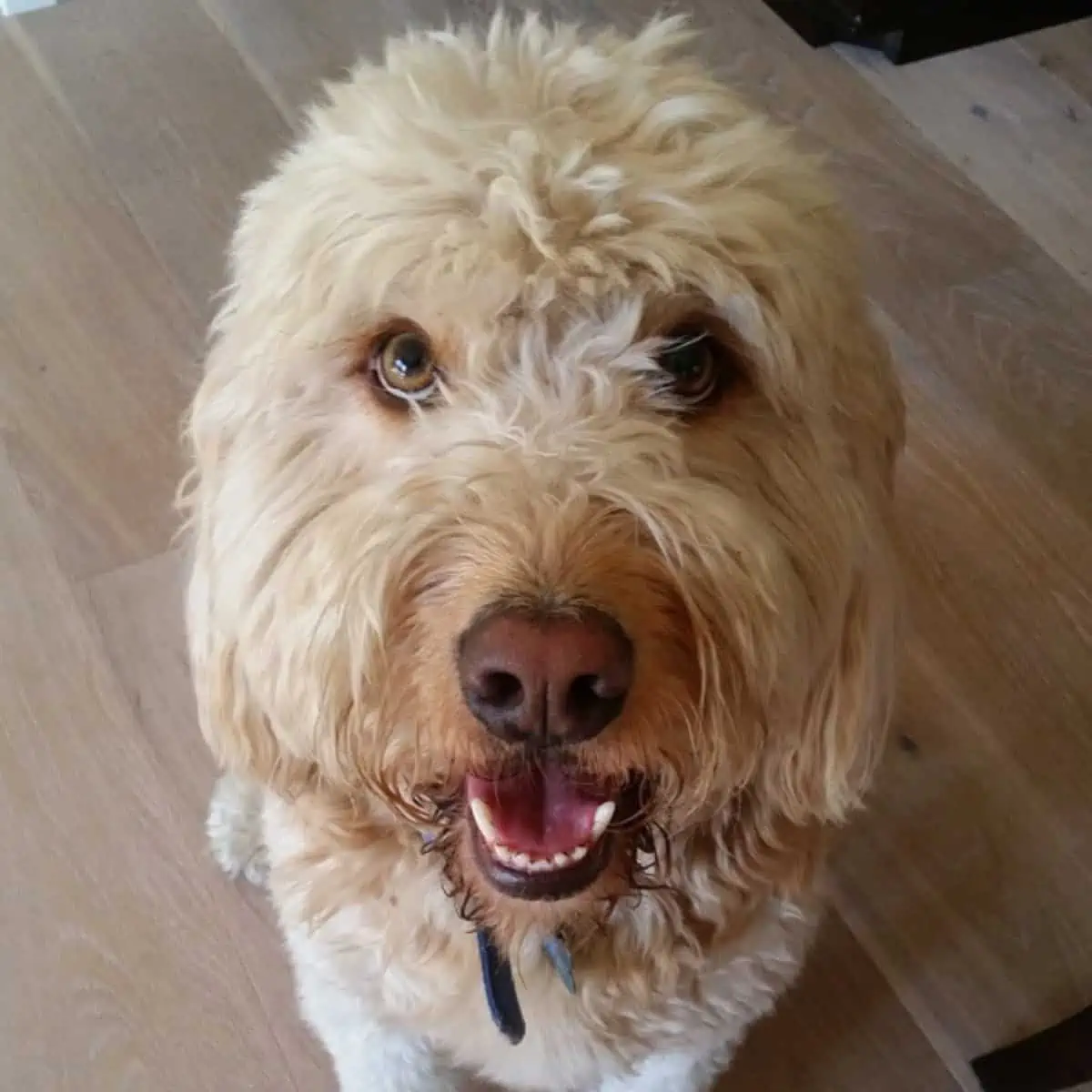 hungry Goldendoodle asks food