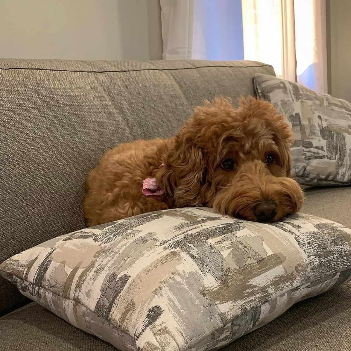looks scared Goldendoodle on pillow