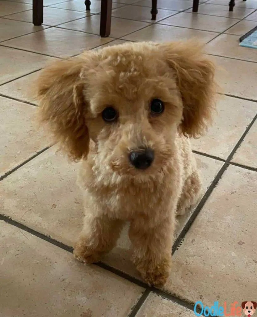 Maltipoo tear stains top