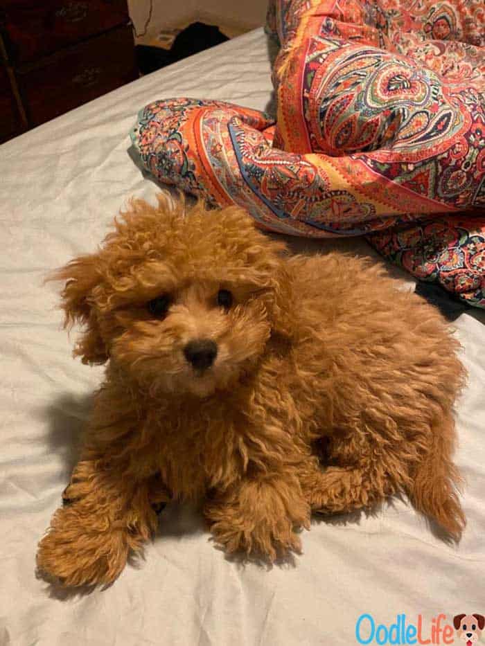 un cucciolo di maltipoo