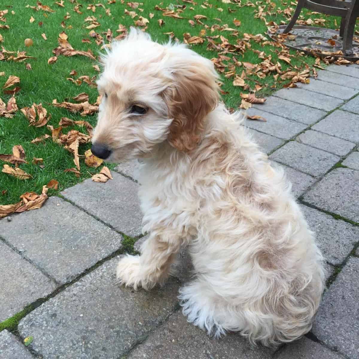 newly adopted Cockapoo puppy