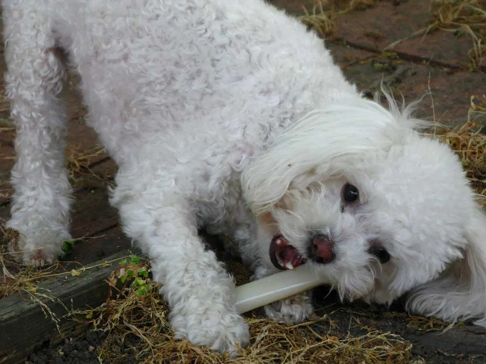 How Much Water Should A 8 Month Old Puppy Drink A Day 2