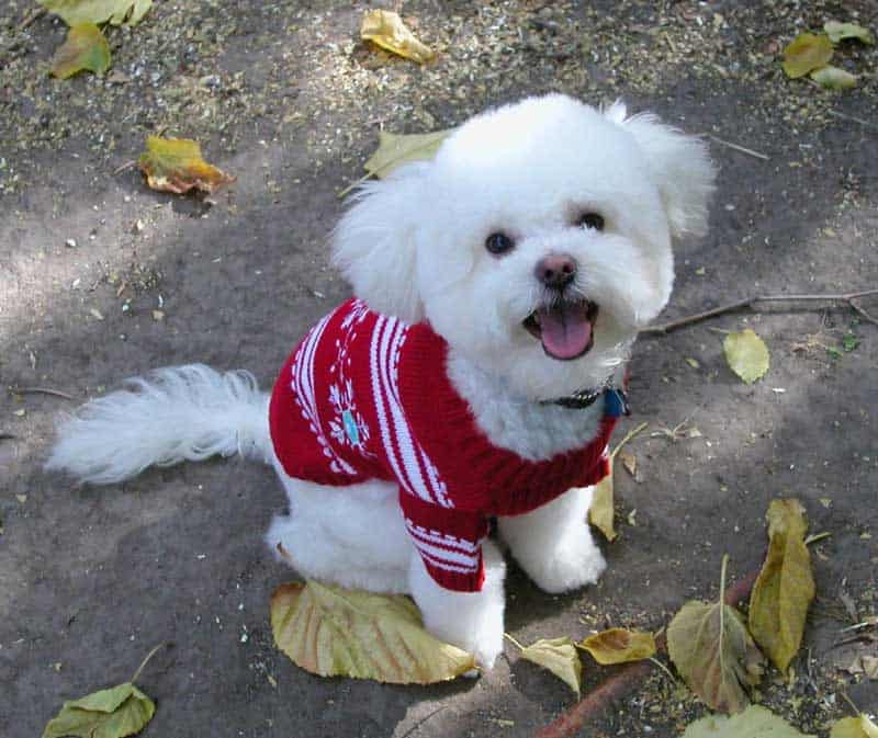 Can a dog forget its name?