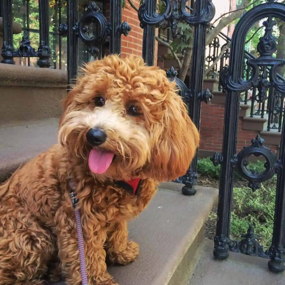 potty time for Goldendoodle