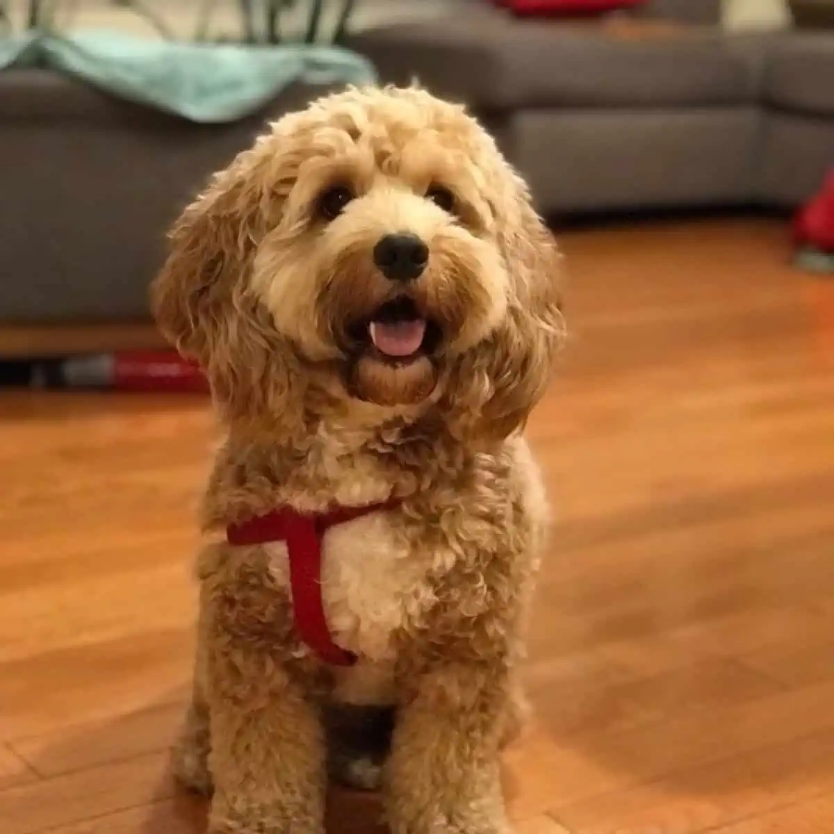 red harness of Cockapoo
