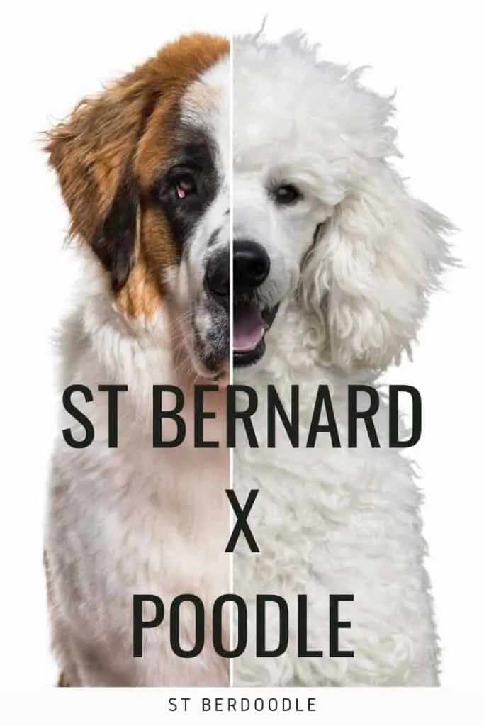 Saint Bernard poodle mix is called st Berdoodle