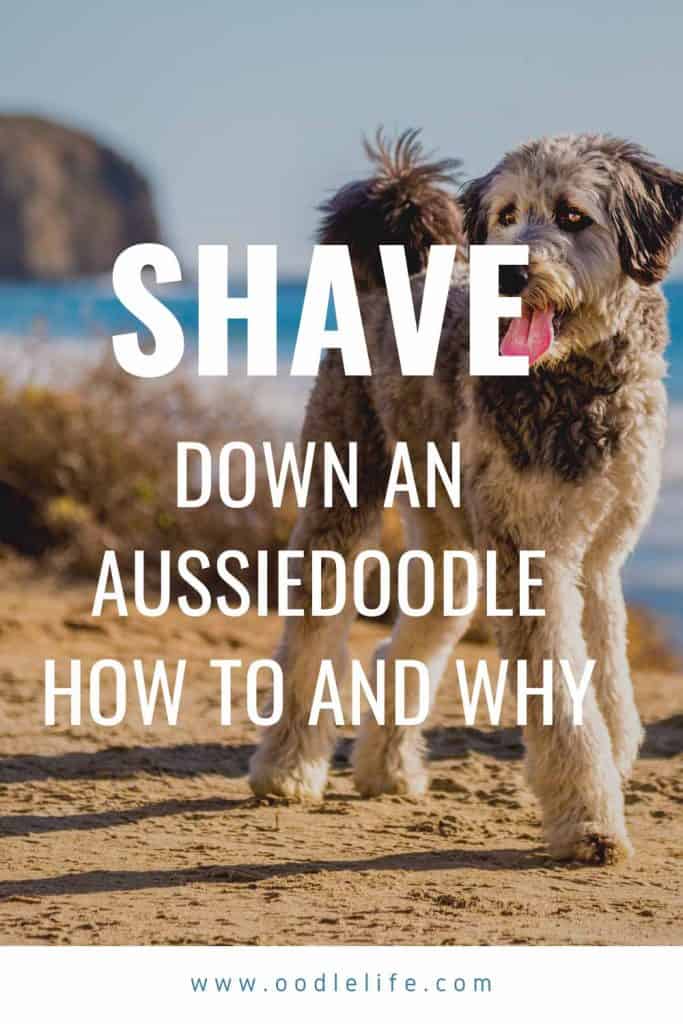 best shampoo for aussiedoodle