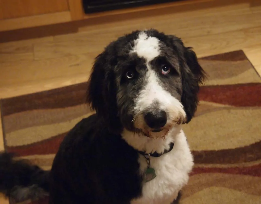 can you shave down an aussiedoodle