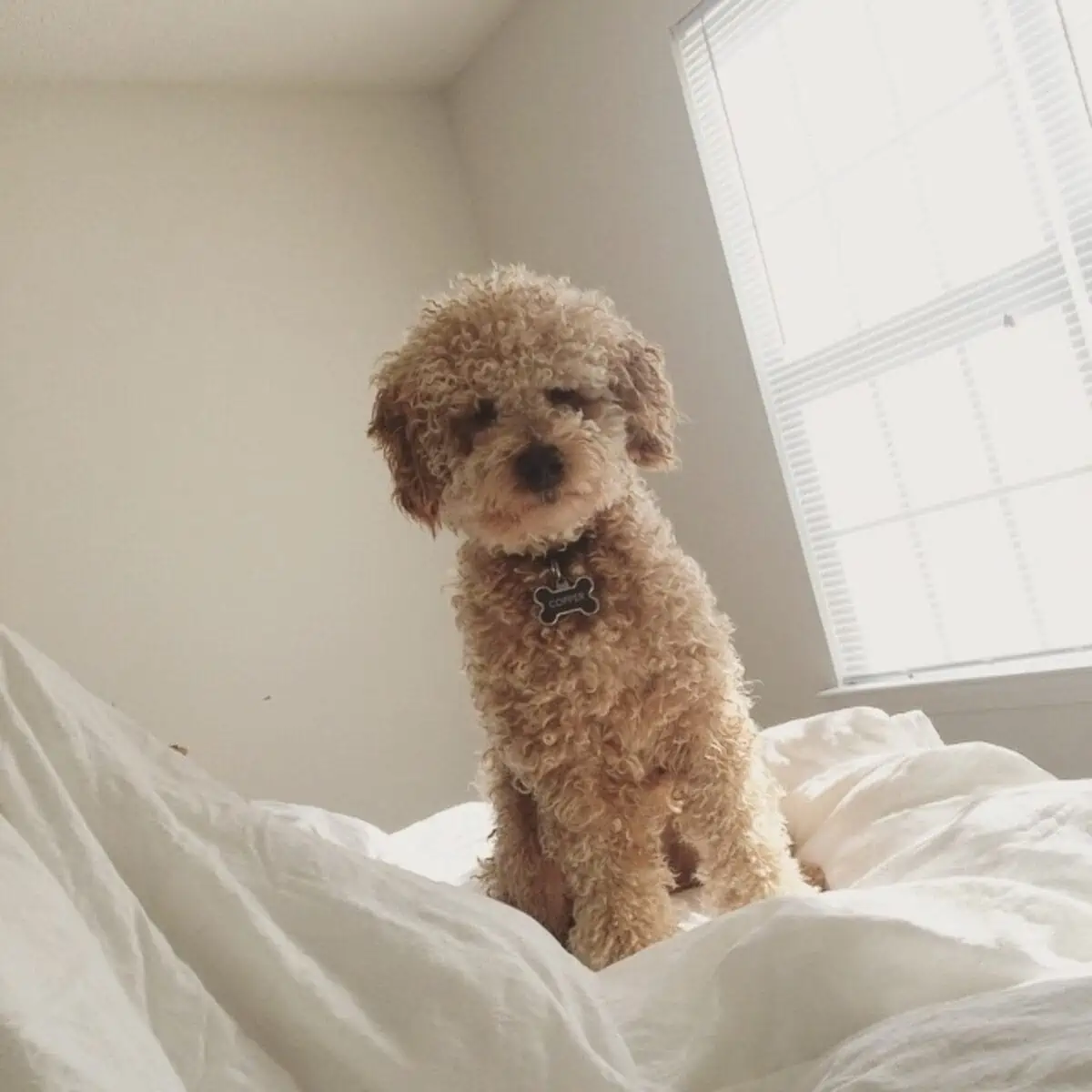 sitting Goldendoodle on bed
