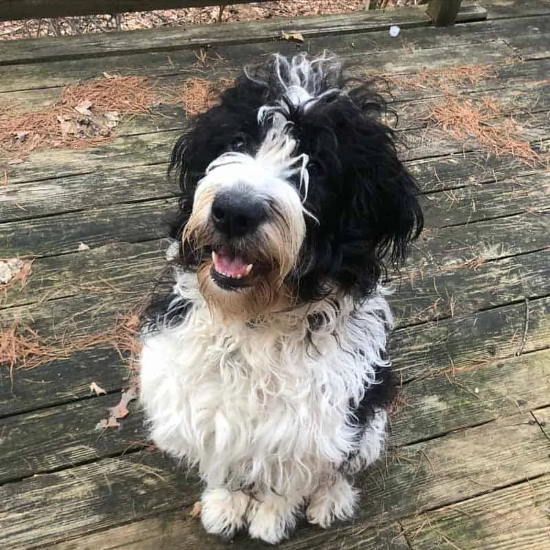 st berdoodle st bernard x poodle