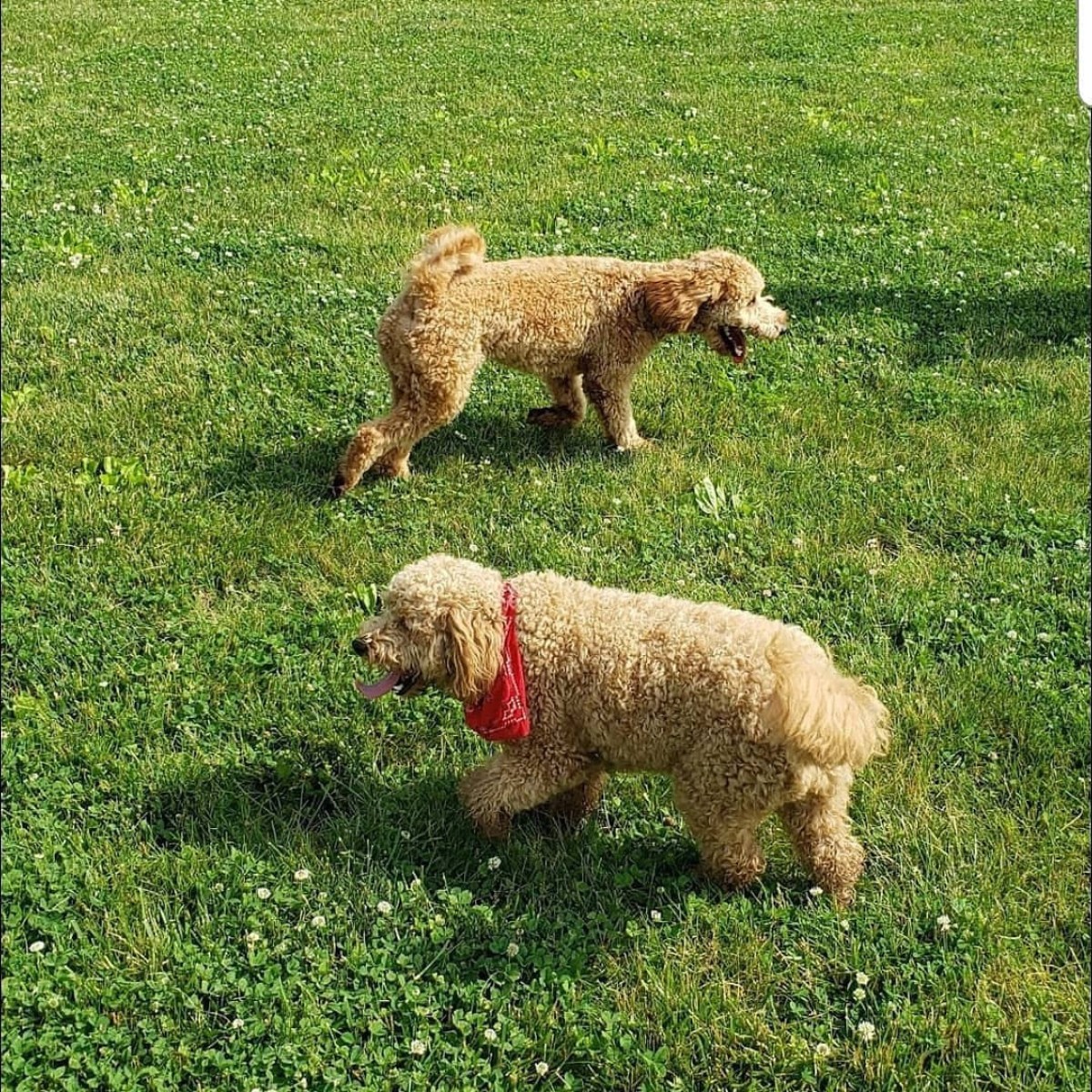 two Goldendoodles running opposite
