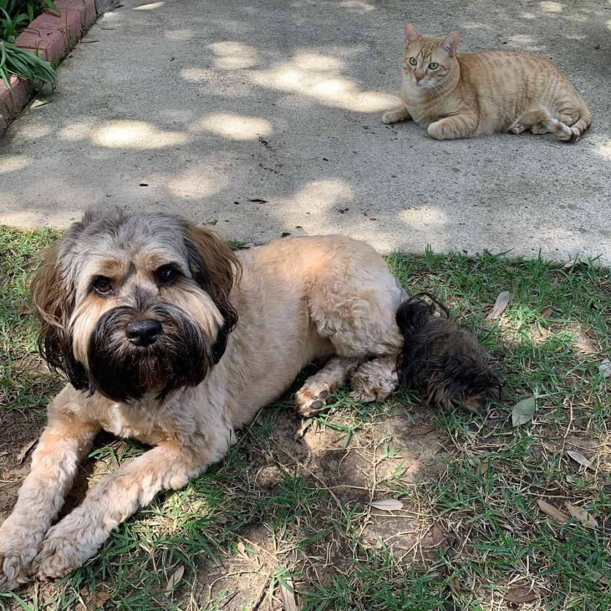 upset Cockapoo with a cat