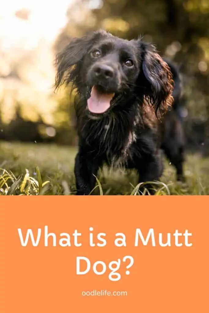 what is a mutt dog