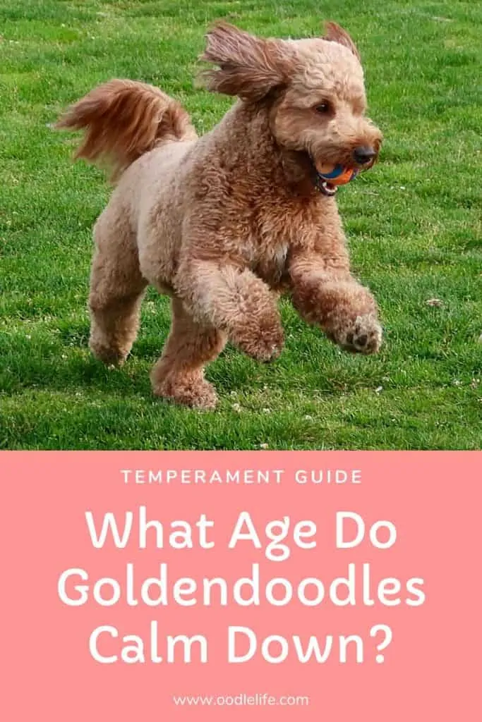 what age do goldendoodles calm down