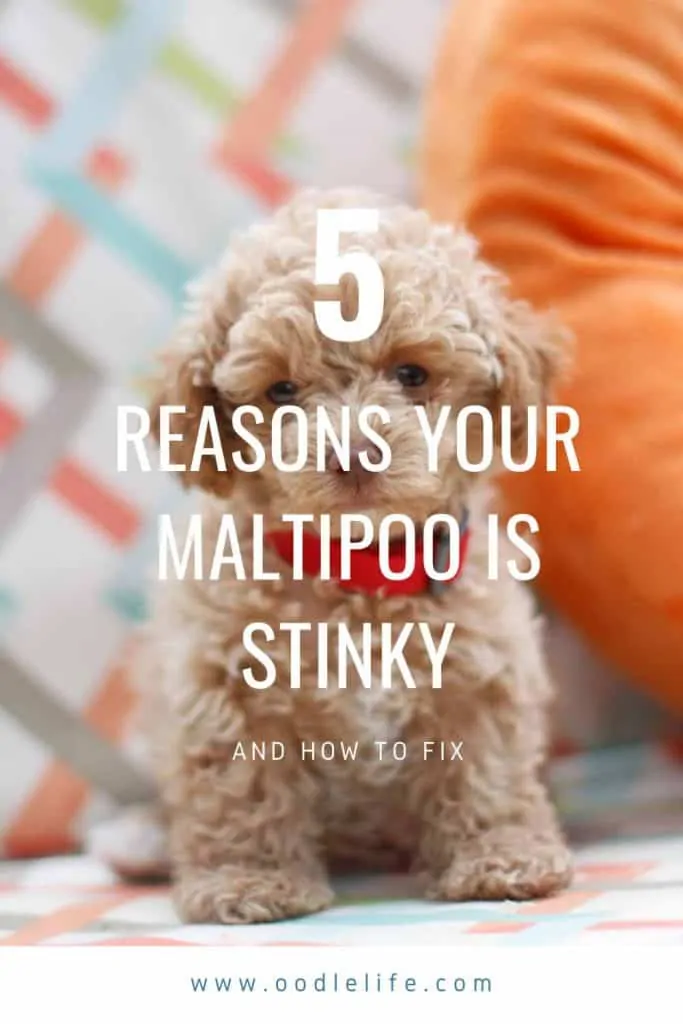 why do maltipoo stink