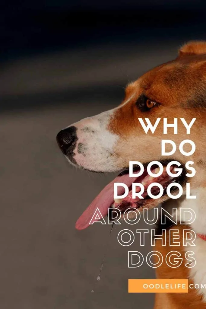 why do dogs drool around other dogs