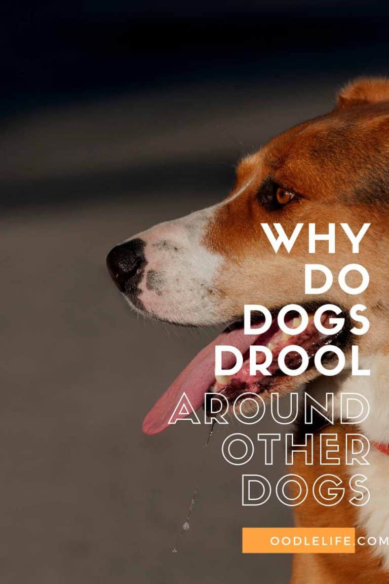 Why Do Dogs Drool Around Other Dogs? - Oodle Life