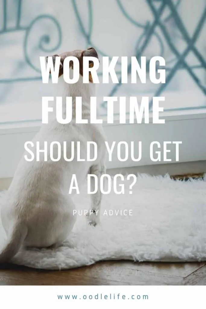 Should I get a dog if I work fulltime