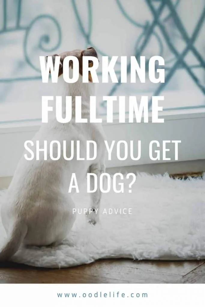 can you rescue a dog if you work full time