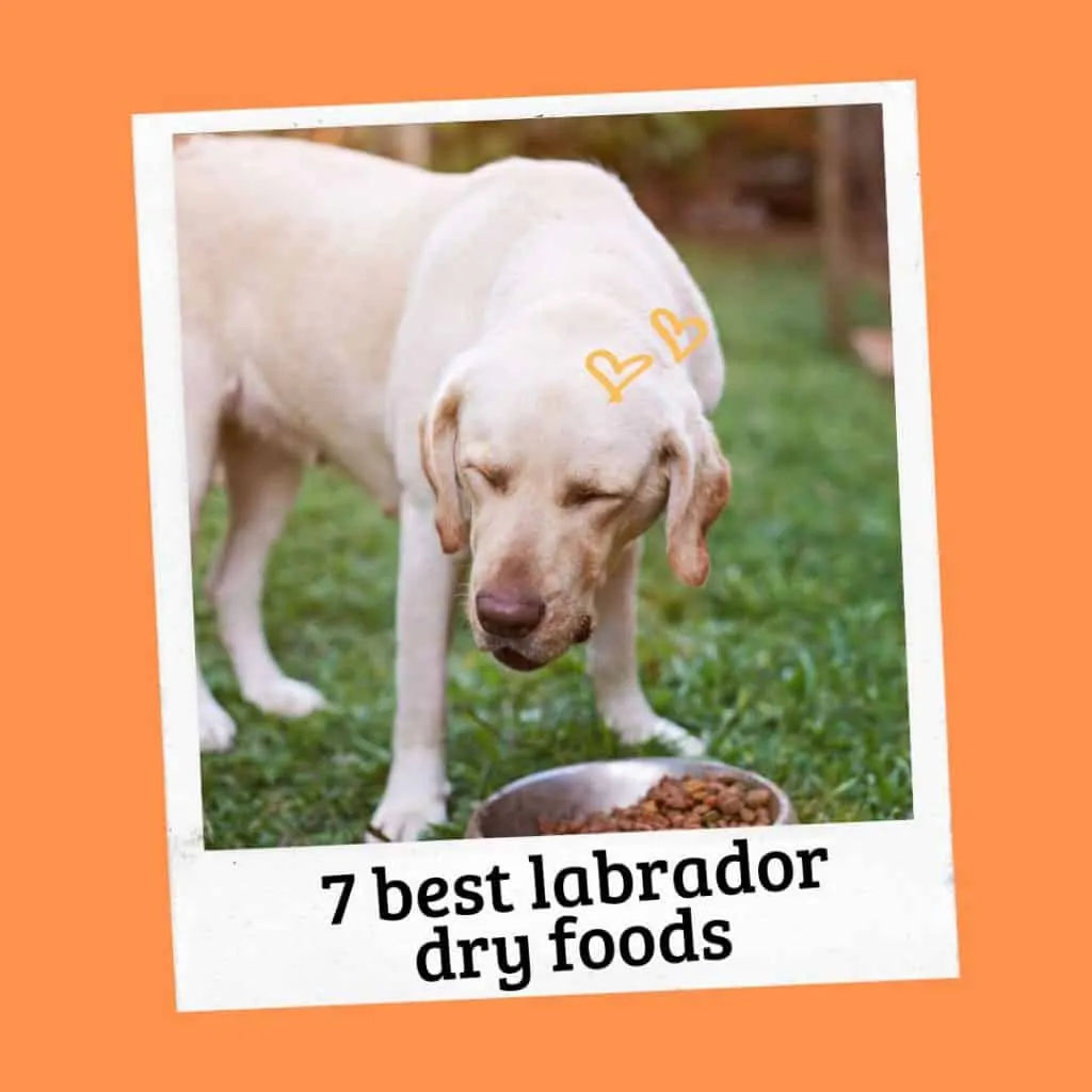 the best Labrador dry foods for adults